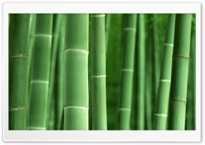 Green Bamboo Ultra HD Wallpaper for 4K UHD Widescreen desktop, tablet & smartphone
