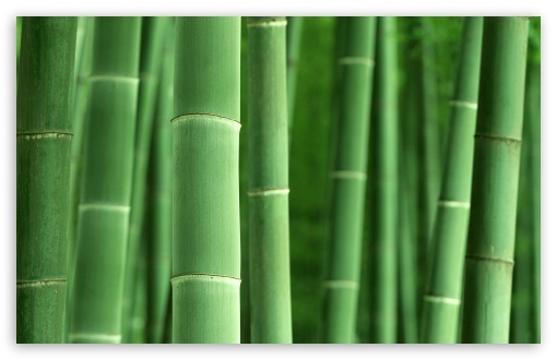 Green Bamboo Ultra HD Desktop Background Wallpaper for 4K UHD TV ...
