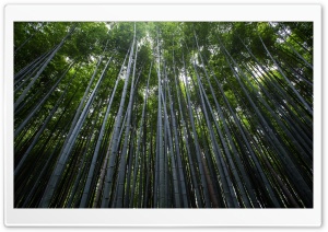 Green Bamboo Forest Ultra HD Wallpaper for 4K UHD Widescreen desktop, tablet & smartphone
