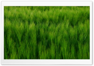 Green Barley Field Ultra HD Wallpaper for 4K UHD Widescreen desktop, tablet & smartphone