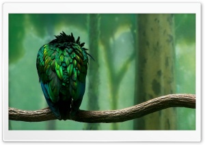 Green Bird Ultra HD Wallpaper for 4K UHD Widescreen desktop, tablet & smartphone