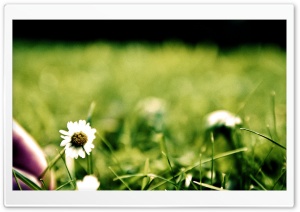 Green Blossom Ultra HD Wallpaper for 4K UHD Widescreen desktop, tablet & smartphone