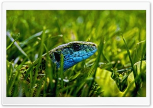 Green Blue Lizard Ultra HD Wallpaper for 4K UHD Widescreen desktop, tablet & smartphone
