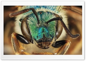 Green Blue Metallic Bee, Agapostemon Coloradinus Ultra HD Wallpaper for 4K UHD Widescreen desktop, tablet & smartphone