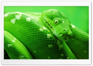 Green Boa Snake Ultra HD Wallpaper for 4K UHD Widescreen desktop, tablet & smartphone