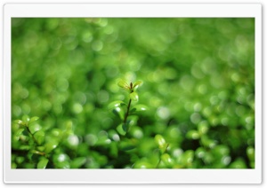 Green Bokeh Ultra HD Wallpaper for 4K UHD Widescreen desktop, tablet & smartphone