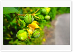 Green Buds Ultra HD Wallpaper for 4K UHD Widescreen Desktop, Lockscreen, Screensaver, TV, Tablet, Smartphone