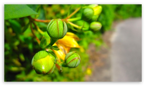 Green Buds UltraHD Wallpaper for UHD 16:9 ; HD 16:9 ;