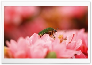 Green Bug Ultra HD Wallpaper for 4K UHD Widescreen desktop, tablet & smartphone