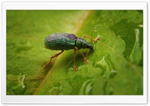 Green Bug On A Leaf Ultra HD Wallpaper for 4K UHD Widescreen desktop, tablet & smartphone