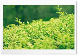 Green Bushes Ultra HD Wallpaper for 4K UHD Widescreen desktop, tablet & smartphone