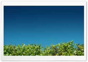 Green Bushes Against A Blue Sky Ultra HD Wallpaper for 4K UHD Widescreen desktop, tablet & smartphone