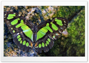 Green Butterfly Ultra HD Wallpaper for 4K UHD Widescreen desktop, tablet & smartphone