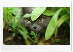 Green Cat 4K UHD Wallpaper for Widescreen and UltraWide Desktop, UltraHD TV, Smartphone, Tablet