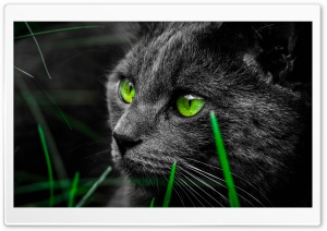 Green Cat Eyes in the Dark Ultra HD Wallpaper for 4K UHD Widescreen desktop, tablet & smartphone