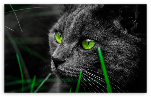 green and black wallpapers