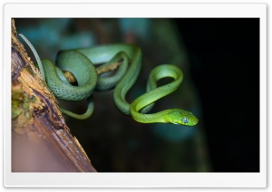 Green Cat Snake, Boiga cyanea, Tree Ultra HD Wallpaper for 4K UHD Widescreen desktop, tablet & smartphone