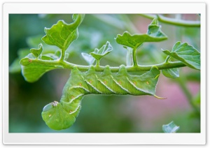 Green Caterpillar Ultra HD Wallpaper for 4K UHD Widescreen desktop, tablet & smartphone