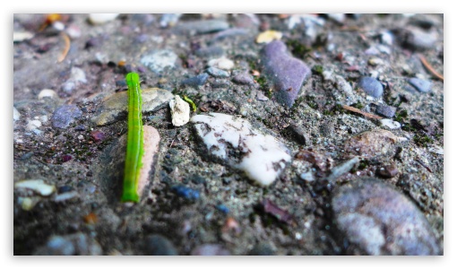 Green Caterpillar On The Hike UltraHD Wallpaper for UHD 16:9 ; HD 16:9 ;