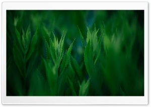 Green Coneflowers Ultra HD Wallpaper for 4K UHD Widescreen desktop, tablet & smartphone