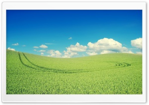 Green Crops Ultra HD Wallpaper for 4K UHD Widescreen desktop, tablet & smartphone