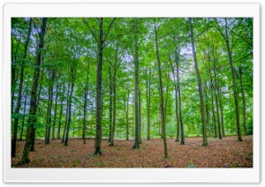 Green Deciduous Forest Ultra HD Wallpaper for 4K UHD Widescreen desktop, tablet & smartphone