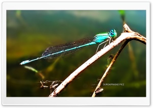 green dragonfly Ultra HD Wallpaper for 4K UHD Widescreen desktop, tablet & smartphone