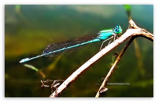 green dragonfly UltraHD Wallpaper for HD 16:9 ; Widescreen 16:10 5:3 ;