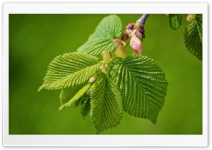 Green Elm Leaves Spring Ultra HD Wallpaper for 4K UHD Widescreen desktop, tablet & smartphone
