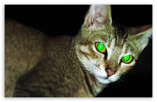 Green Eye Cat UltraHD Wallpaper for UHD 16:9 ; HD 16:9 ; Widescreen 16:10 5:3 ; Fullscreen 4:3 ;