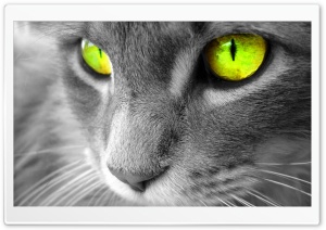 Green Eyed Cat Ultra HD Wallpaper for 4K UHD Widescreen desktop, tablet & smartphone