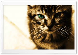 Green Eyes Kitten Ultra HD Wallpaper for 4K UHD Widescreen desktop, tablet & smartphone