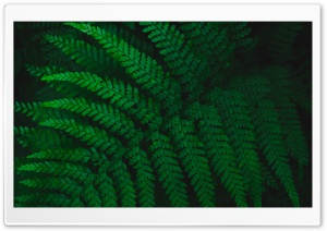 Green Fern Leaf Ultra HD Wallpaper for 4K UHD Widescreen desktop, tablet & smartphone