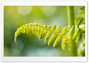 Green Fern Leaf Macro Ultra HD Wallpaper for 4K UHD Widescreen desktop, tablet & smartphone