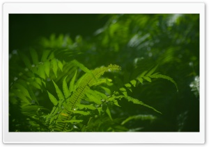 Green Ferns Macro Ultra HD Wallpaper for 4K UHD Widescreen desktop, tablet & smartphone