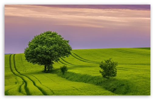 Green Field UltraHD Wallpaper for UHD 16:9 ; HD 16:9 ; UltraWide 21:9 24:10 ; Widescreen 16:10 5:3 ; Fullscreen 4:3 5:4 3:2 ; Tablet 1:1 ; Mobile 9:16 9:19.5 9:20 10:16 2:3 3:5 3:4 ;