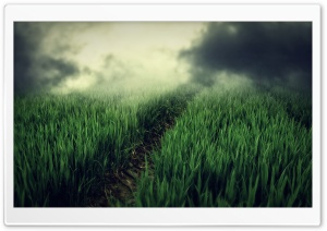 Green Field, Dark Fog Ultra HD Wallpaper for 4K UHD Widescreen desktop, tablet & smartphone