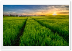 Green Field, Spring Ultra HD Wallpaper for 4K UHD Widescreen desktop, tablet & smartphone