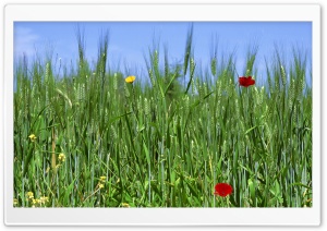 Green Field Spring 1 Ultra HD Wallpaper for 4K UHD Widescreen desktop, tablet & smartphone