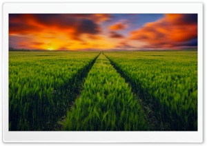 Green Field, Sunset Ultra HD Wallpaper for 4K UHD Widescreen Desktop, Lockscreen, Screensaver, TV, Tablet, Smartphone