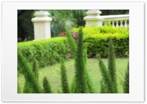 green fingers 4K UHD Wallpaper for Widescreen and UltraWide Desktop, UltraHD TV, Smartphone, Tablet