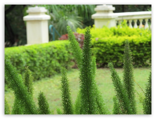 green fingers UltraHD Wallpaper for Fullscreen 4:3 ;