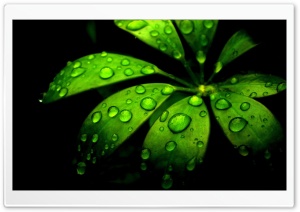 Green Flower Ultra HD Wallpaper for 4K UHD Widescreen desktop, tablet & smartphone