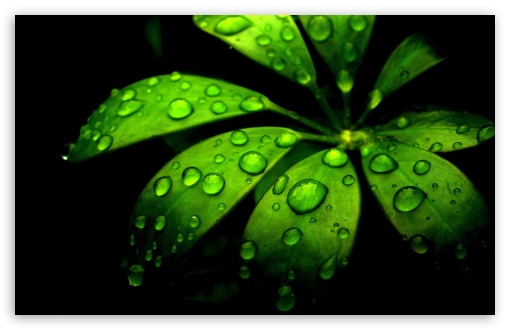 green desktop wallpaper widescreen
