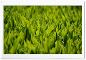 Green Flower Leaves Ultra HD Wallpaper for 4K UHD Widescreen desktop, tablet & smartphone