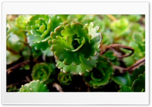 Green Flowers 4K UHD Wallpaper for Widescreen and UltraWide Desktop, UltraHD TV, Smartphone, Tablet