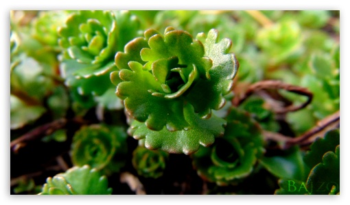 Green Flowers UltraHD Wallpaper for HD 16:9 ;