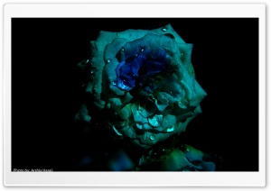 Green Flowers Ultra HD Wallpaper for 4K UHD Widescreen desktop, tablet & smartphone