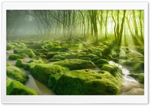 Green Forest Ultra HD Wallpaper for 4K UHD Widescreen desktop, tablet & smartphone