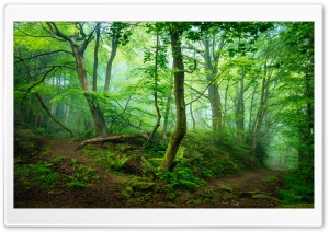 Green Forest, Mist, Summer Ultra HD Wallpaper for 4K UHD Widescreen desktop, tablet & smartphone